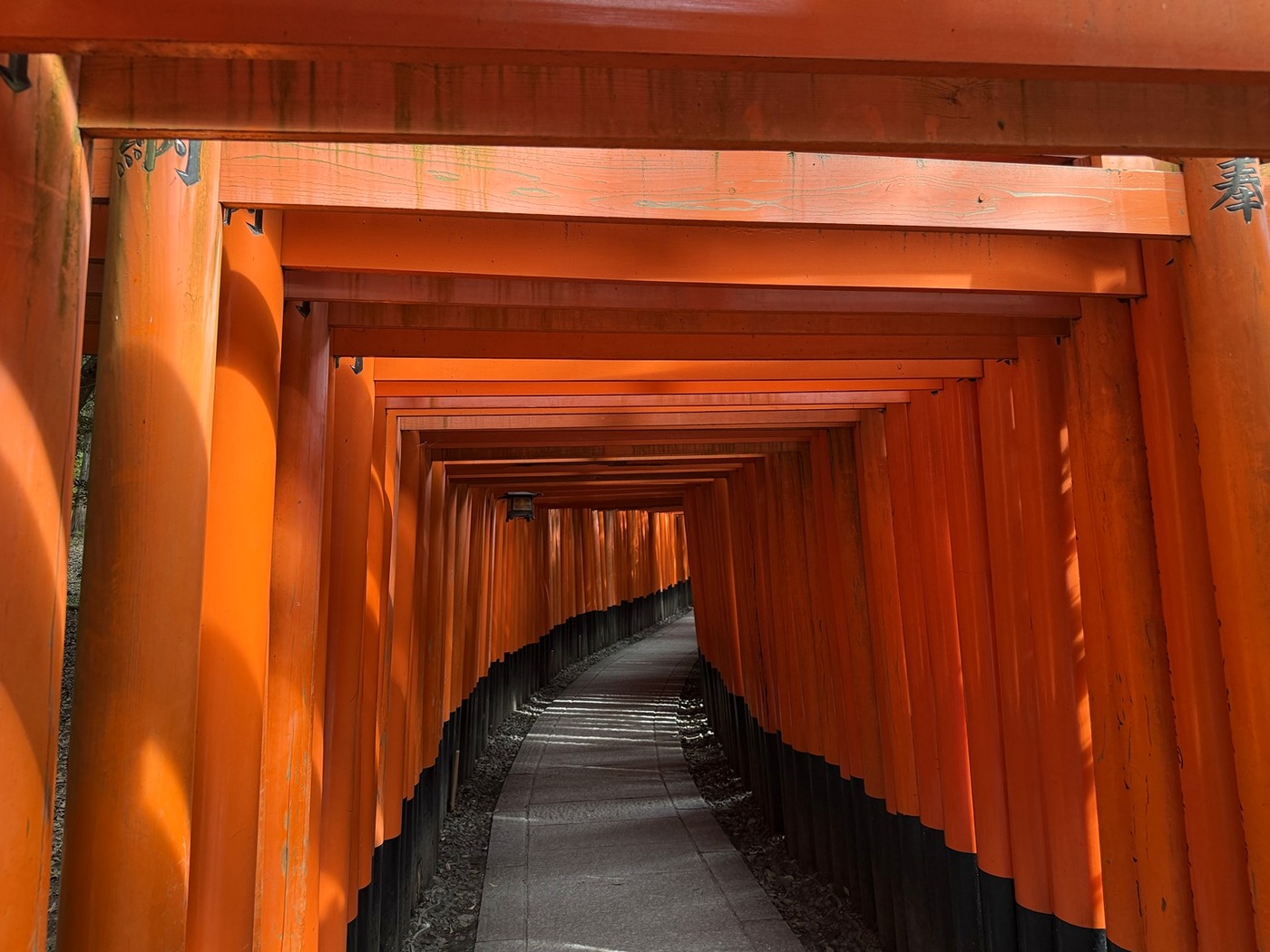 鳥居がずっと続く景色。つい何枚も撮りたくなります📷